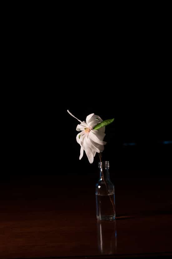 Quick tutorial on Floral Art Photography showing how to photograph against a black background with a comparison of the effects different bulbs.