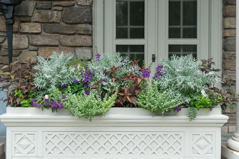 Container Garden ideas: plant combinations - image of Dusty miller, petite licorice plant and purple angelonia container garden recipe