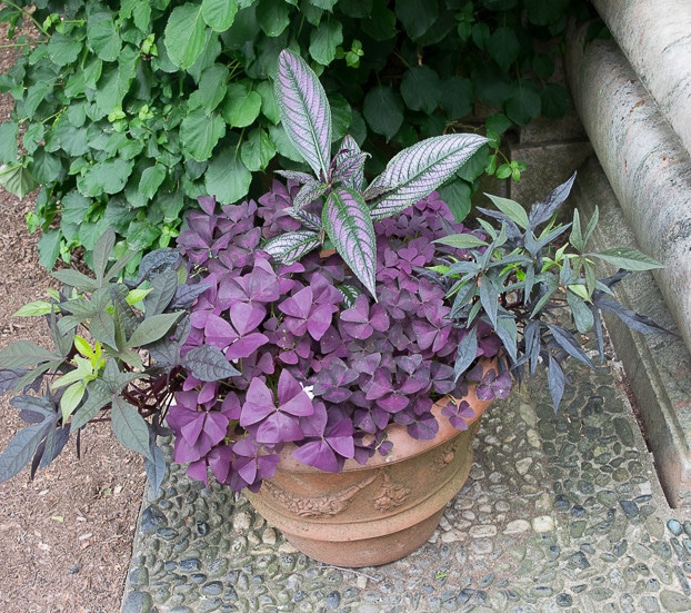Container Garden ideas: plant combinations - image of Strobilanthes, Oxalis and sweet potatp vine container garden recipe.