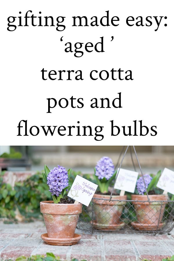 aged terra cotta pots and flowering bulbs