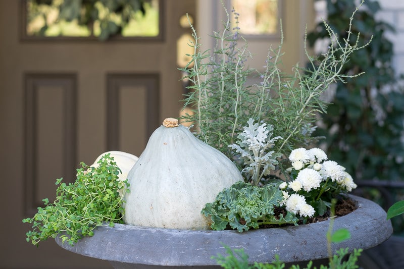 Hubbard Squash, Kale and Lemon Thyme are just a few of the elements of this natural and neutral fall container garden.