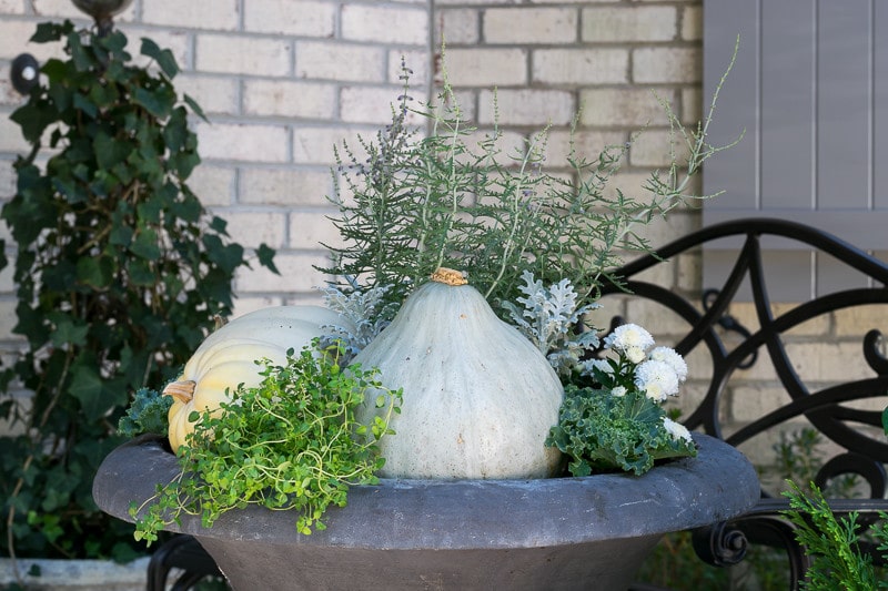 Lemon Thyme, Kale and Gourds anchor this Fall Container Garden.