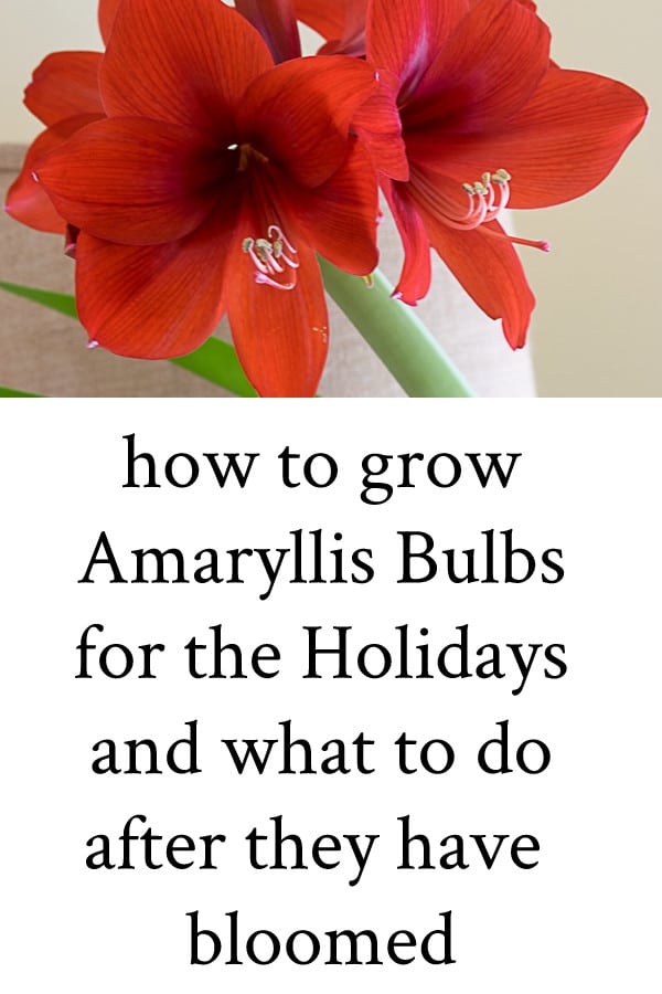 Tips on How to Grow Amaryllis Bulbs for the Holidays and what to do with the bulbs after they have bloomed. Tips to grow in soil, pebbles or over water. #amaryllis, #bulbs #holidays #giftideas #gifts